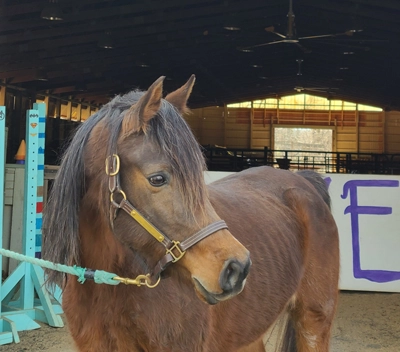 Ch_Adopt A Horse_Samira